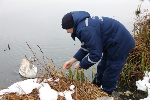 Винницкие спасатели помогли лебедю выбраться из ледяной воды