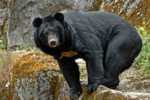 На Алясці ведмідь загриз 16-річного бігуна