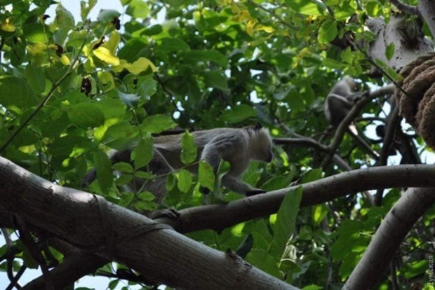 Під Одесою в людських садах оселилася зграя мавп (фото)