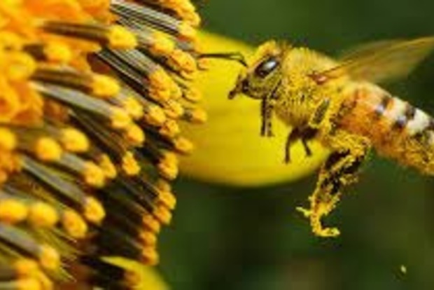 2 июля: День Зосимы Пчельника. Приметы на этот день