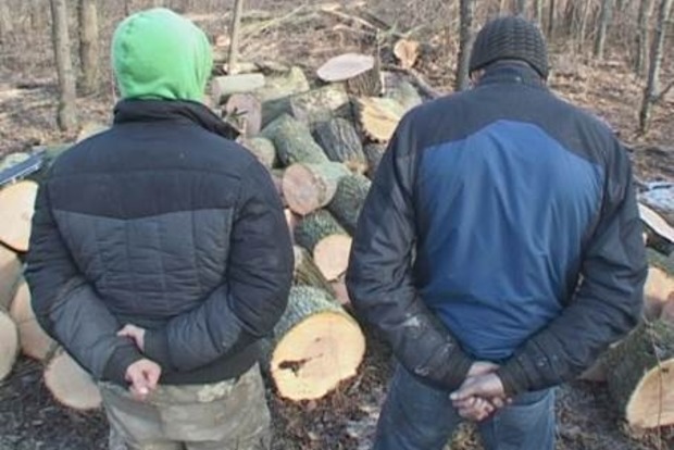 У Дніпропетровській області незаконно вирубували лісові насадження