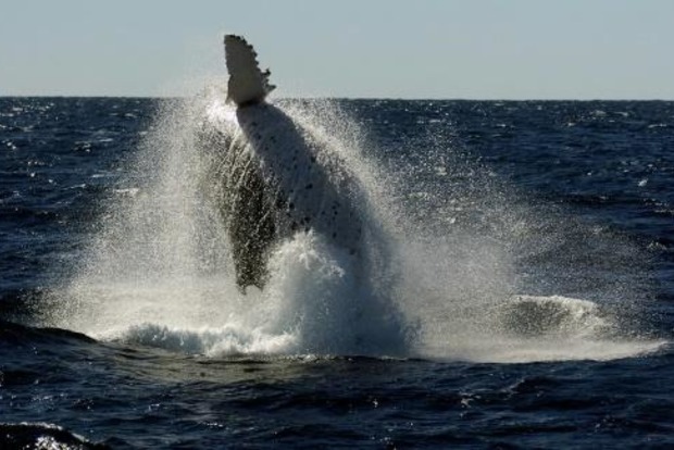 В Австралии кит атаковал лодку, есть пострадавшие