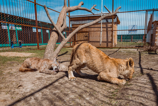 Гірше тварин: в РФ відвідувачі зоопарку напали на звірів