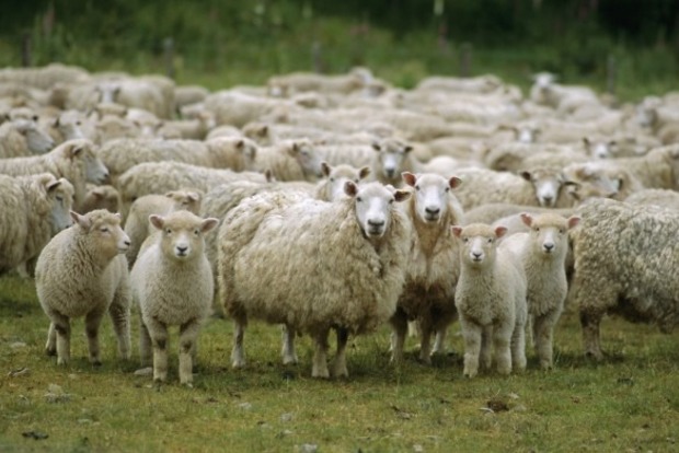 Французские фермеры вывели на протест тысячу овец, требуя отстрела волков