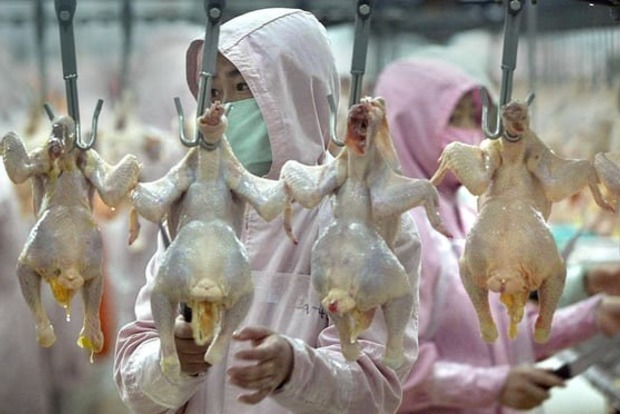 Использование антибиотиков на птицефермах в Азии способствует распространению птичьего гриппа