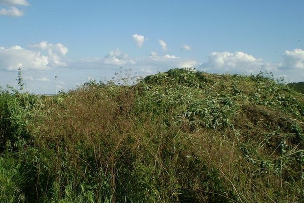 В районе АТО уничтожена плантация марихуаны