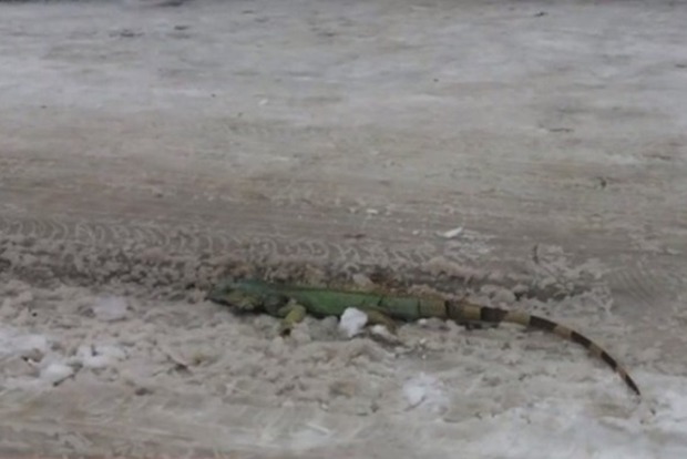 Во Львове на улице нашли метровую игуану