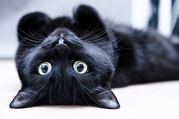 Что значит, если к дому или квартире прибилась черная кошка 