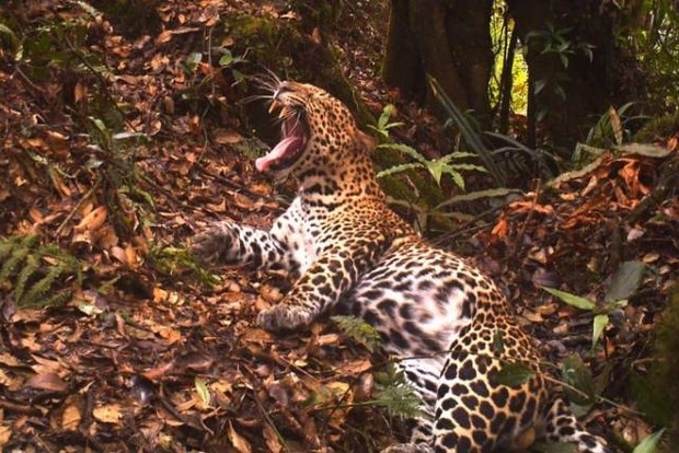 На о. Ява обнаружили четырех леопардов, которых считали погибшими