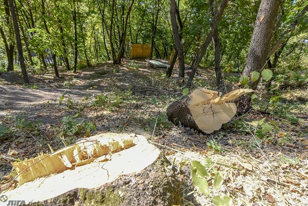 В Киеве возле Пейзажной аллеи незаконно вырубили 163 дерева