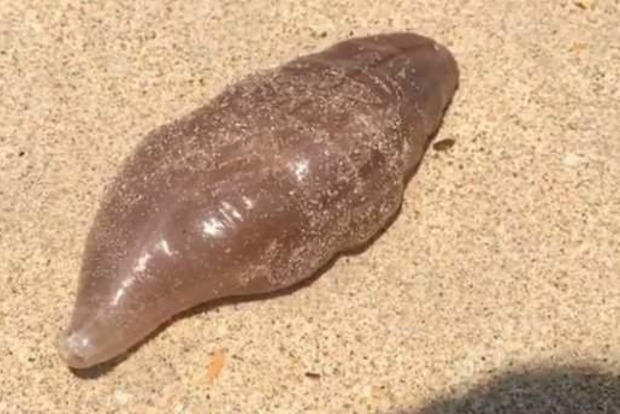 В Таиланде на пляже было обнаружено странное существо