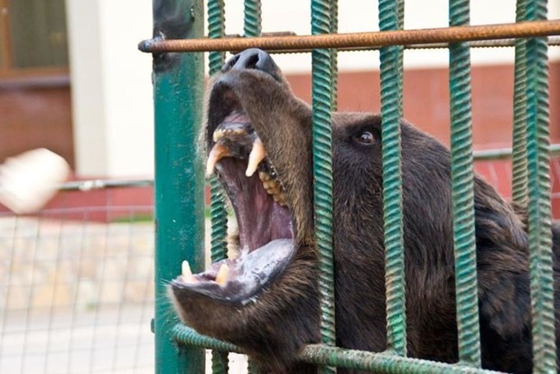 В России пьяный мужчина полез кормить медведей сгущенкой и лишился руки