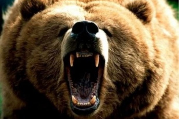 Голодні ведмеді в Росії почали розкопувати могили і їсти небіжчиків