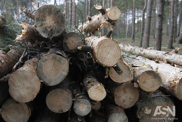 Минэкологии разрешило вырубить столетние дубы на Одещине: уничтожение начнут в июне 