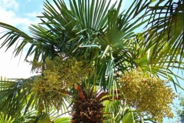 В Алупкинском парке хотят вырубить 200-летние веерные пальмы