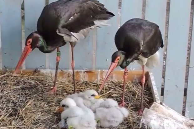 В Киевском зоопарке редкие птицы устроили настоящий бэби-бум: родились 6 черных аистов