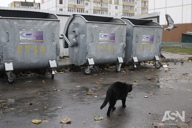 Кошкам и собакам в приюте под Киевом угрожает голодная смерть