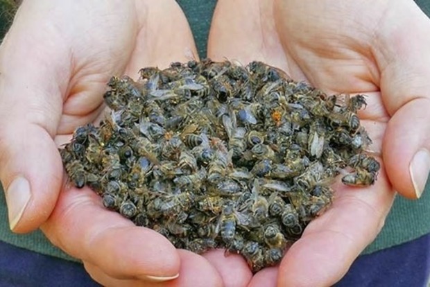 Дніпропетровщина буде без меду: всі бджоли загинули