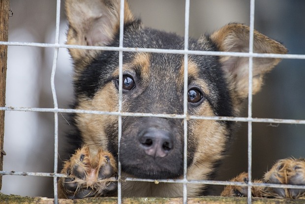 В Киеве скоро заработает Зоопомощь - служба спасения животных 