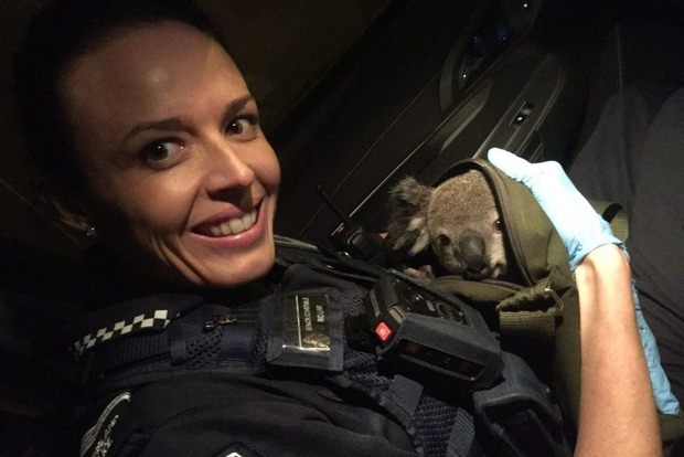 В Австралии  полиция нашла у задержанной в сумке коалу