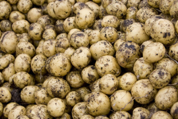 Импорт картофеля в Украине в пять раз превышает экспорт