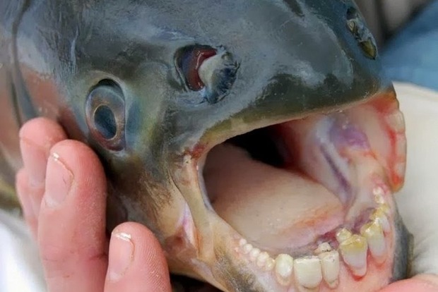 Индонезиец показал рыбу с зубами, похожими на человеческие.