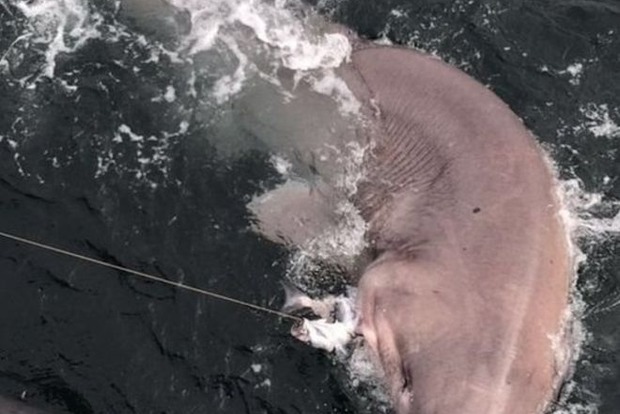Ирландский рыбак поймал самую большую акулу Европы