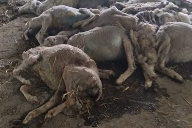 Во Львовской области фермер морит голодом 850 овец 