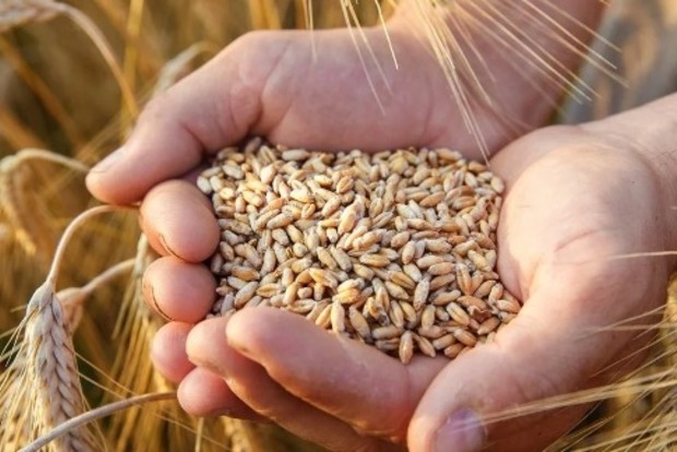 Виробництво пшениці в Україні впаде у 2023 році на 21%