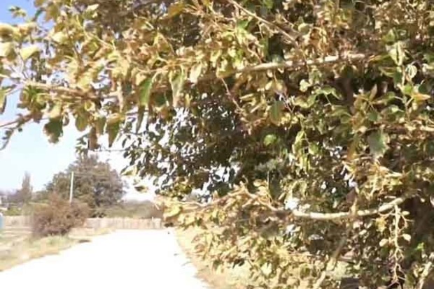Через хімвикиди у Криму облисіли дерева і пропав урожай