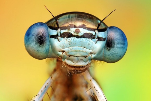 В Украине обитают 53 вида насекомых, которые могут переносить вирус Зика