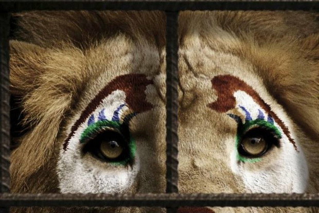 Перший пішов. На Дніпропетровщині заборонили діяльність цирків з тваринами