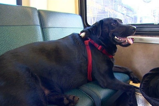 Собака из Сиэтла прославилась на весь мир самостоятельными поездками на автобусе в парк