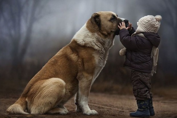 В одном из городов Китая введено правило «одна семья – одна собака»