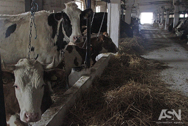 Удвічі дешевше за воду: молокозаводи різко знизили вартість закупівлі молока у селян