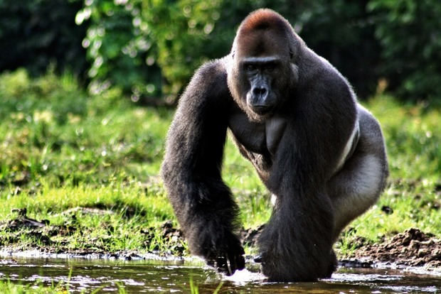 В США убили гориллу, к которой в вольер упал маленький ребенок
