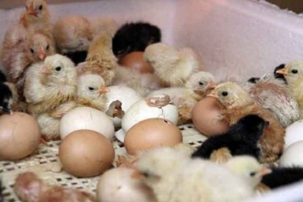 Из выброшенных на помойку яиц вылупились сотни цыплят