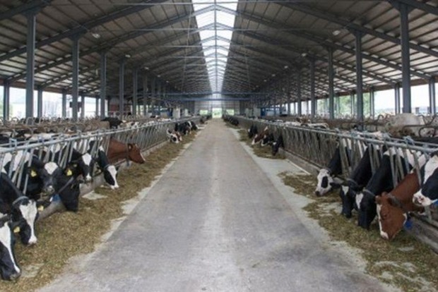 Нонсенс: В аграрній країні стрімко скорочується виробництво молока