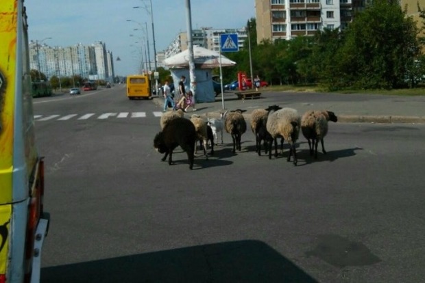 У Києві Троєщиною гуляє стадо кіз і овець (фото)