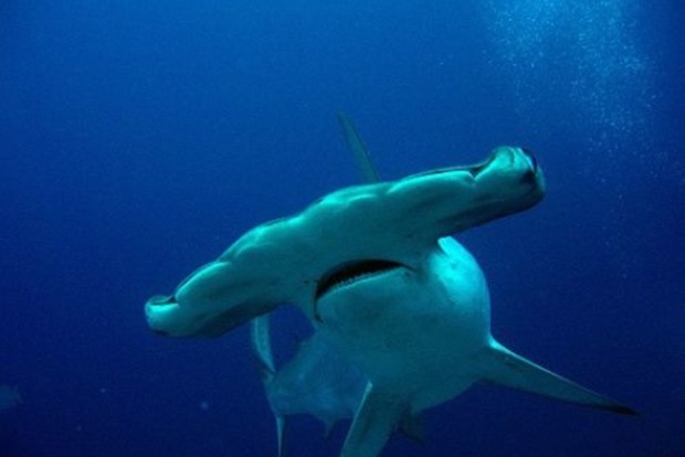 Гигантская стая акул перепугала группу аквалангистов