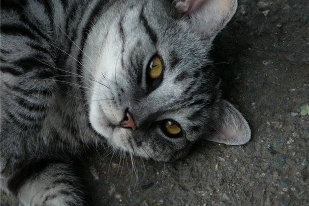 Горсовет Киева запретил отлов бездомных кошек