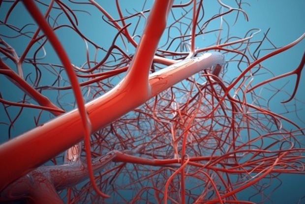 Ученые научились регенерировать кровеносные сосуды