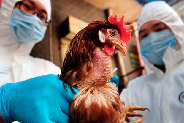 У Бельгії зафіксували випадок пташиного грипу