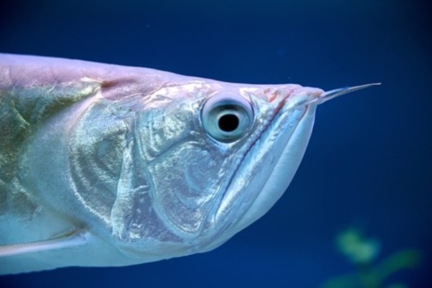 Ученые нашли эмоции у рыб