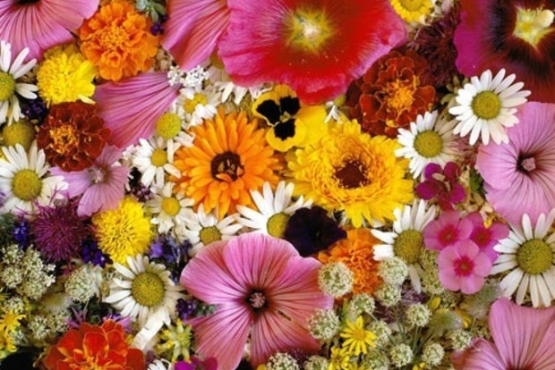 Приметы и суеверия о цветах: какие растения нельзя держать в доме