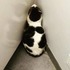 Почему кошка сидит и смотрит на пустую стену