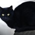 Приметы и суеверия о кошках