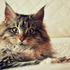 Кішки - фамільяри 21 століття: як домашні улюбленці рятують нас від бід