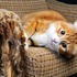 Дослідження показало, що кішки псують меблі «від великого кохання» до господаря