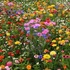 Магия цветов: как полевые растения защищают от зла и привлекают удачу